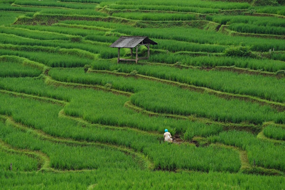 Why Rice Export Rules Decide So Much About Asia's Food Security